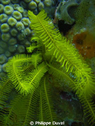 i have no idear what is that algaes is but i like the way... by Philippe Duval 